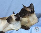 Siamese Cat 9W055D-049